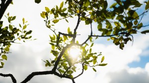 Träd med gröna löv som filtrerar solljuset