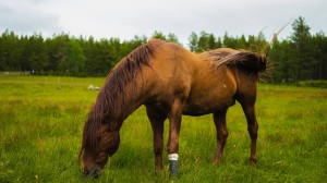 En brun hest som spiser gress