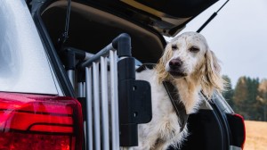 Hund som tittar ut ur bakluckan på bil