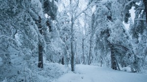 En nedsnødd sti i skogen. Vinterlandskap og snø.