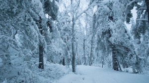 Skog täckt av snö