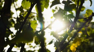 Gröna löv på trädgrenar som solljuset filtreras genom