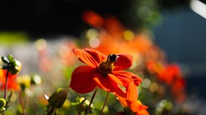 Fält med röda blommor