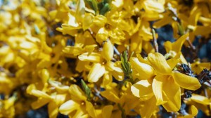 Nærbilde av gule blomster på en solrik dag.