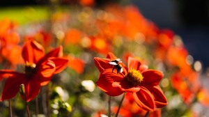 Bie sittende på en orange blomst